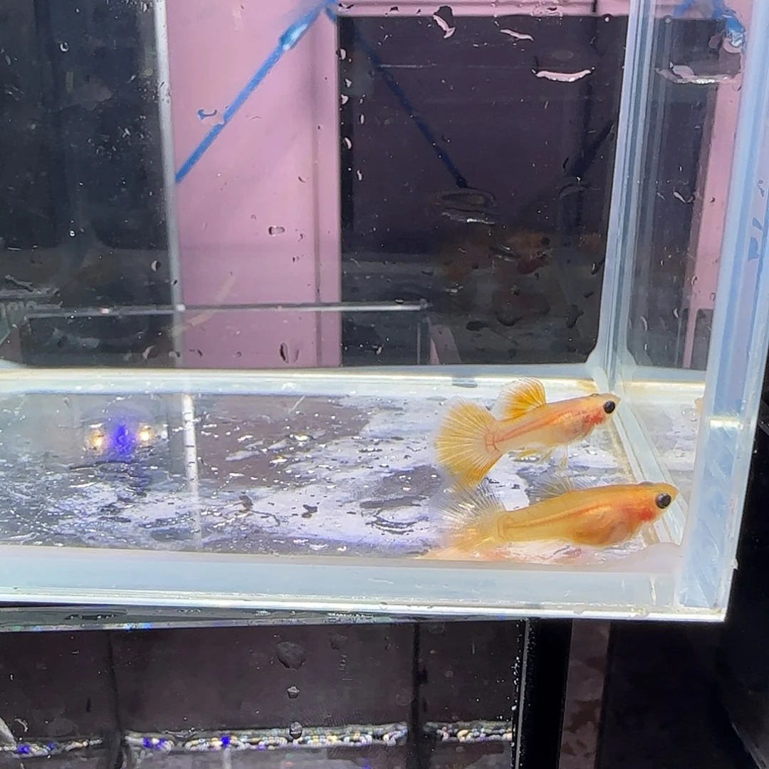 孔雀鱼粉猫幻彩一对，三个月