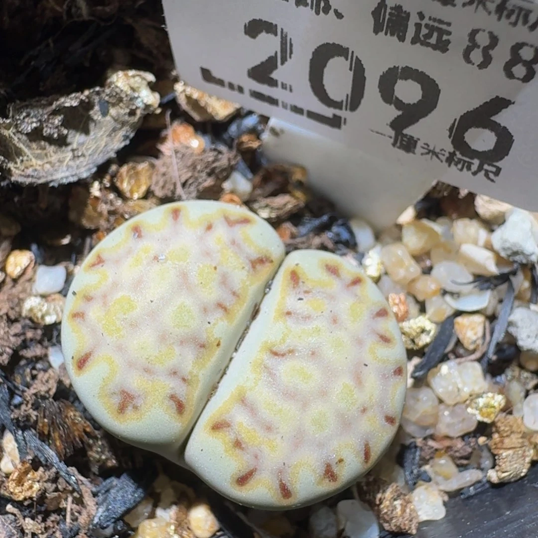 Zzzzzz生石花肉锥2096蓝饼