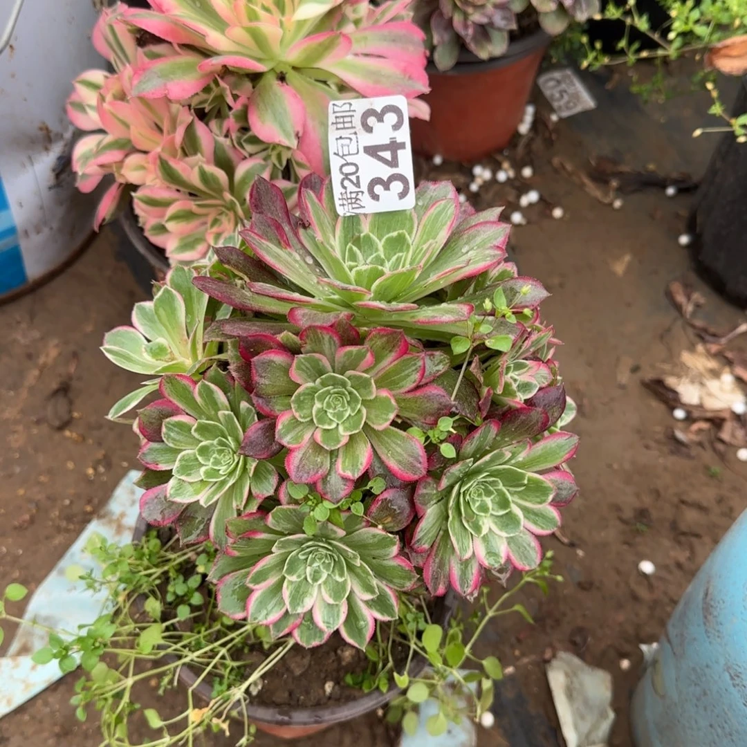 莲花343满20包邮断枝不包