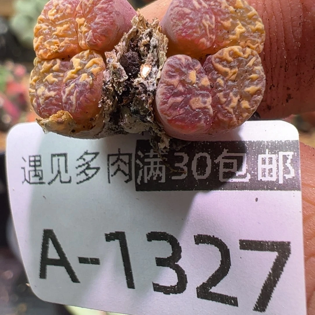 多肉植物1111111111111