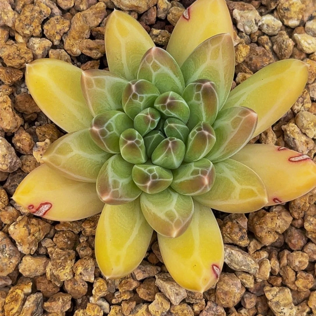 1768上午多肉植物群生