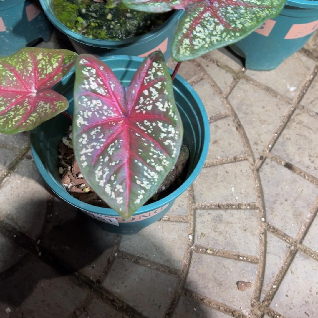 ****完全开放9244泰彩