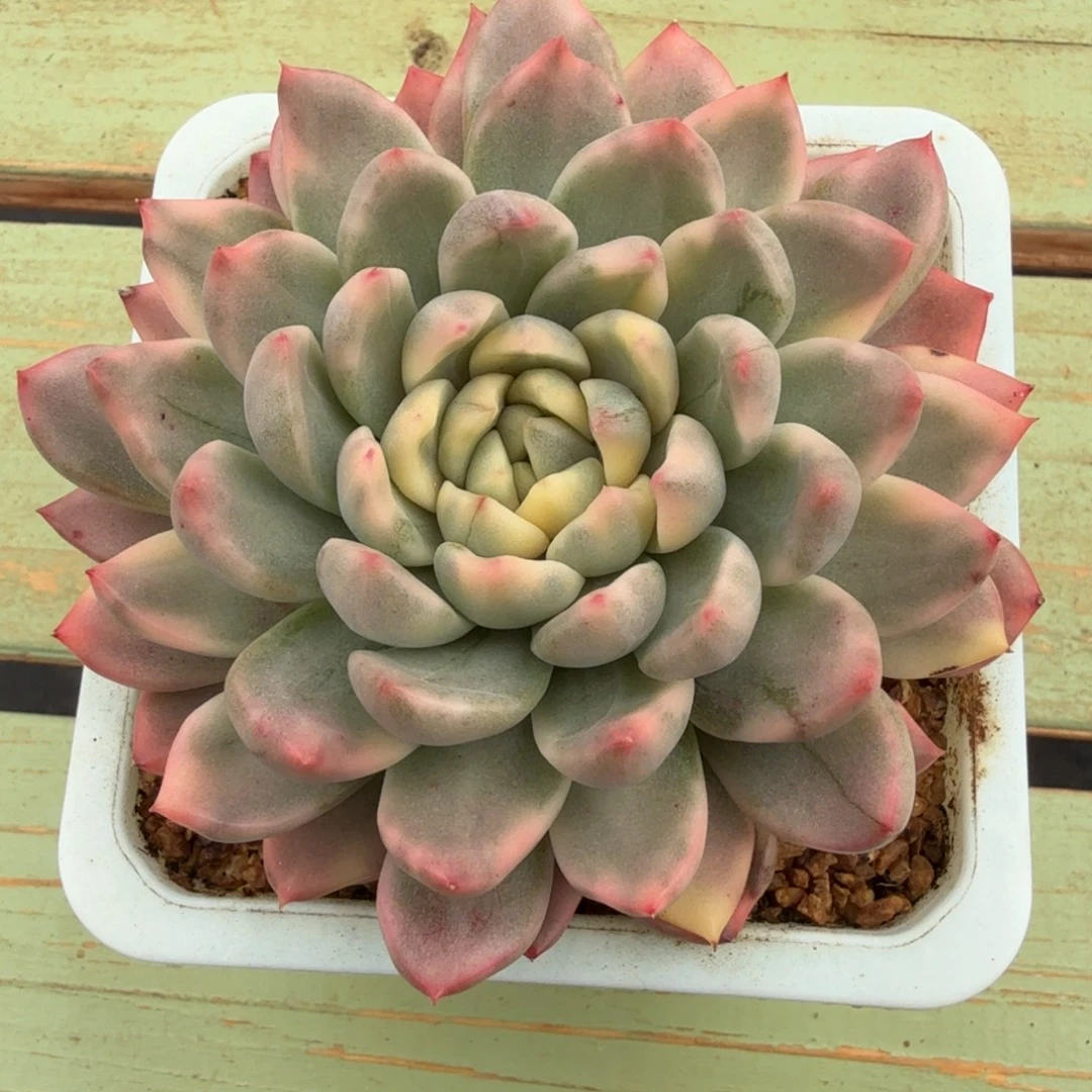 雨花美人锦锦上园艺一物一拍