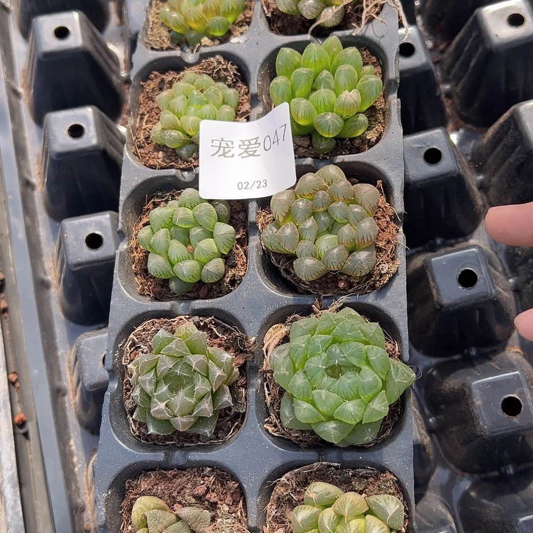 直播福利一物一拍47