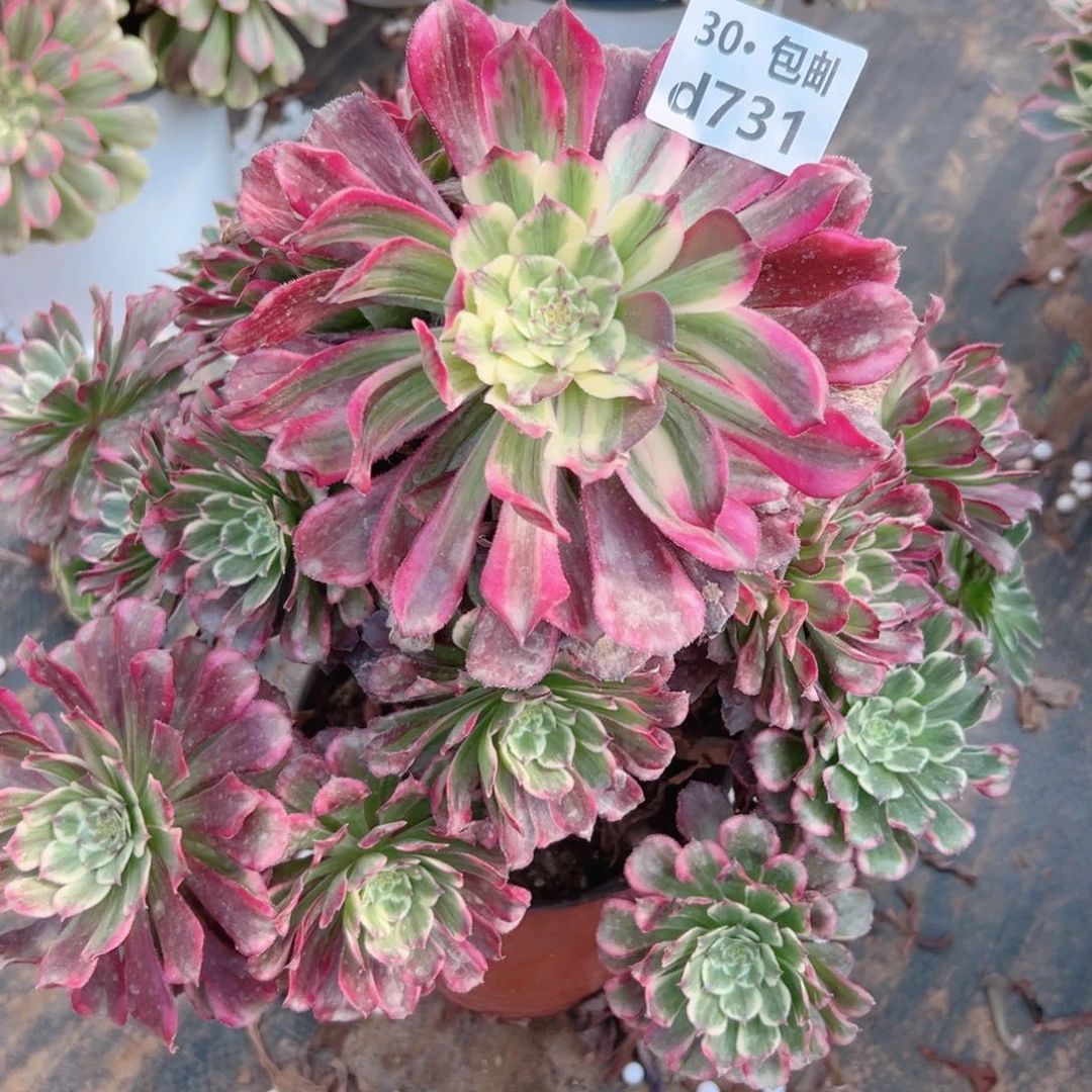 731紫嫣多肉法师