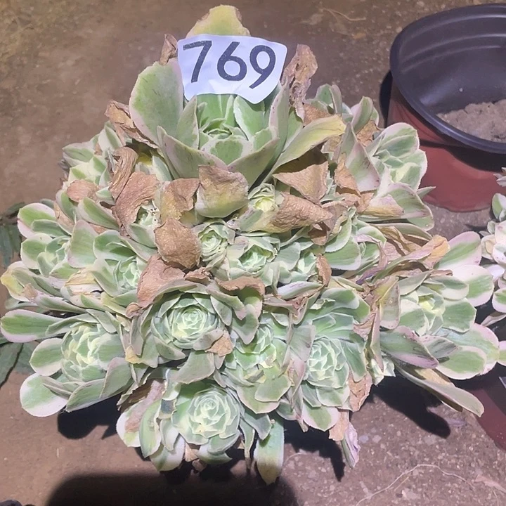 多肉植物法师769迈巴赫