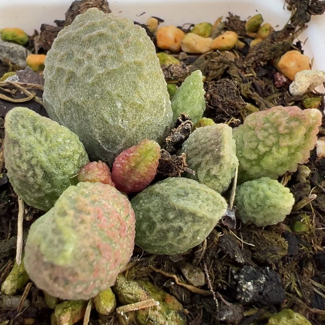 烛龙大苗多肉植物水泡