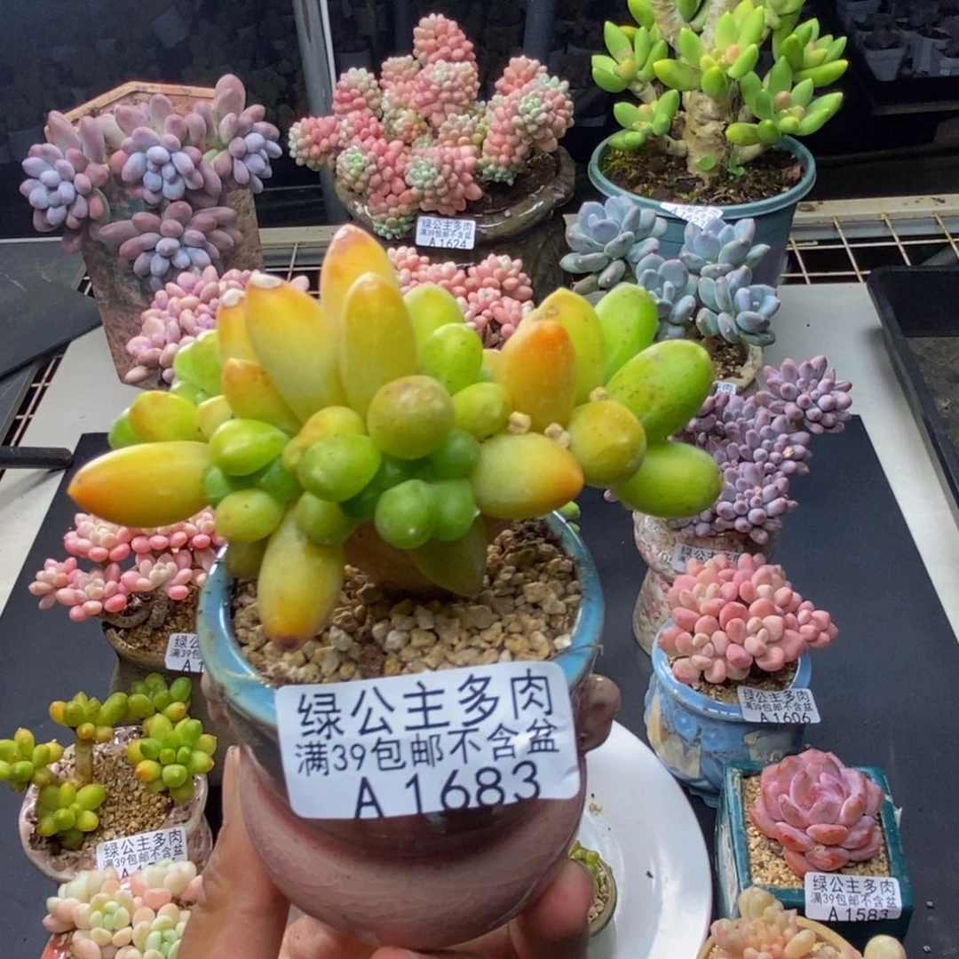 683香蕉树缀多肉7c m