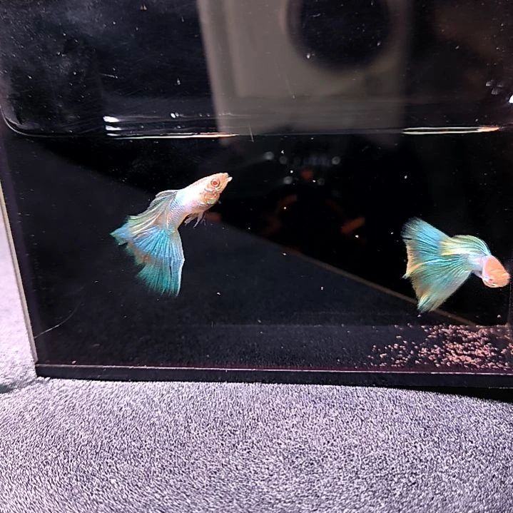 海水鱼精品孔雀鱼，极光幻彩，两公两母带胎代孕。