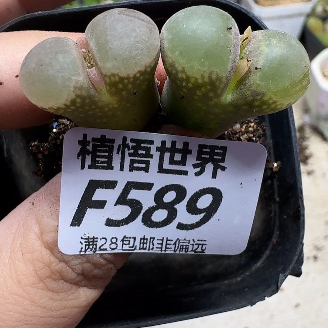 多肉植物的润泽gbnn