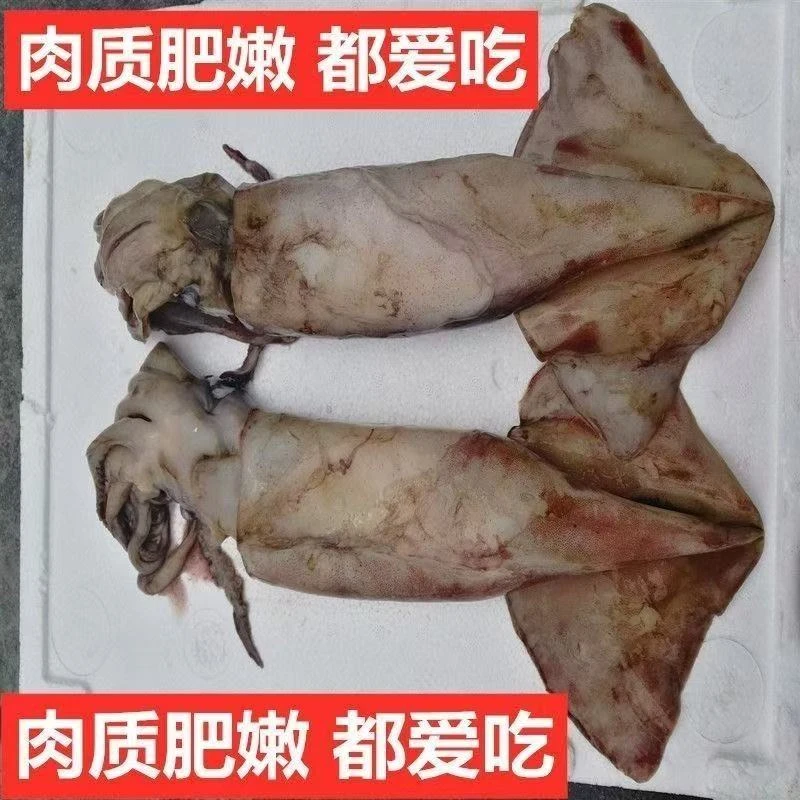 新鲜速冻鱿鱼渔船捕捞肉质鲜嫩冷链包邮