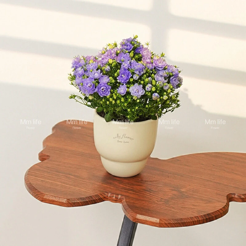 丹麦风铃蓝紫色盆栽室内阳台客厅好养花卉植物盆栽