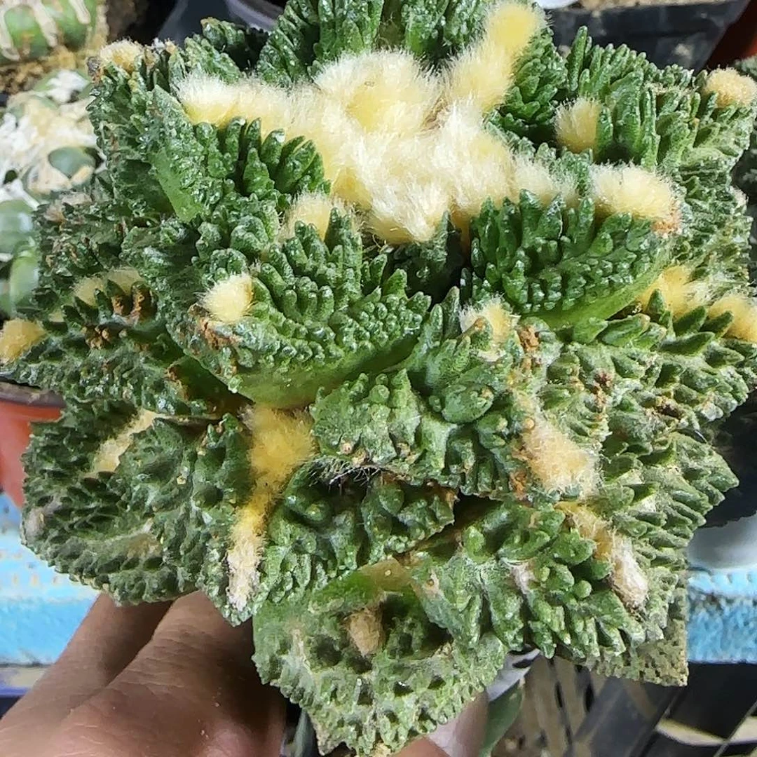 大哥斯拉789微瑕疵