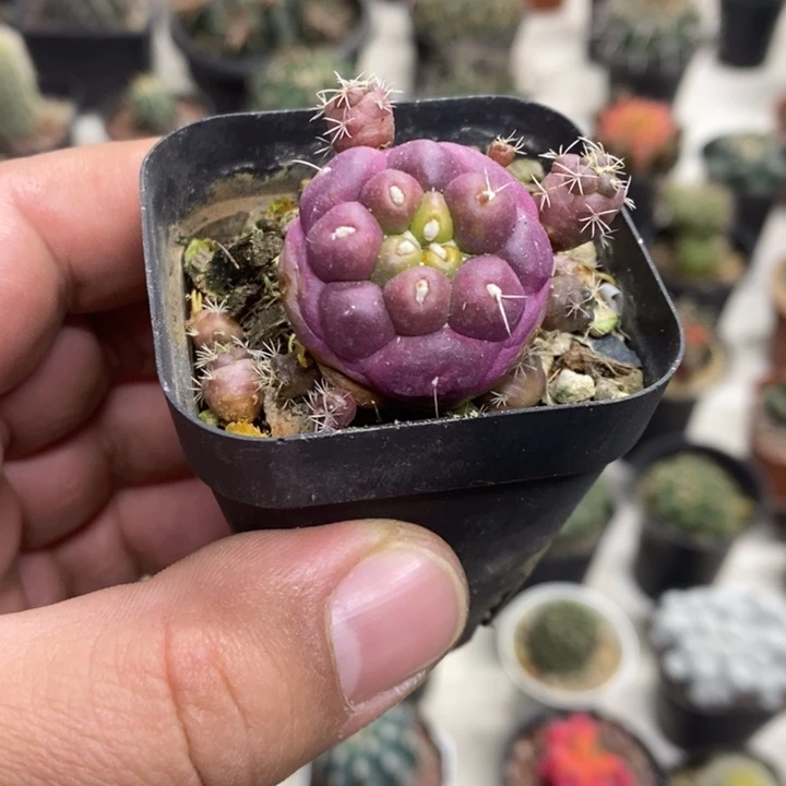 紫皮无刺象牙特价