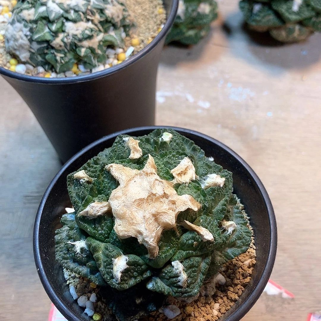 辛顿牡丹自根