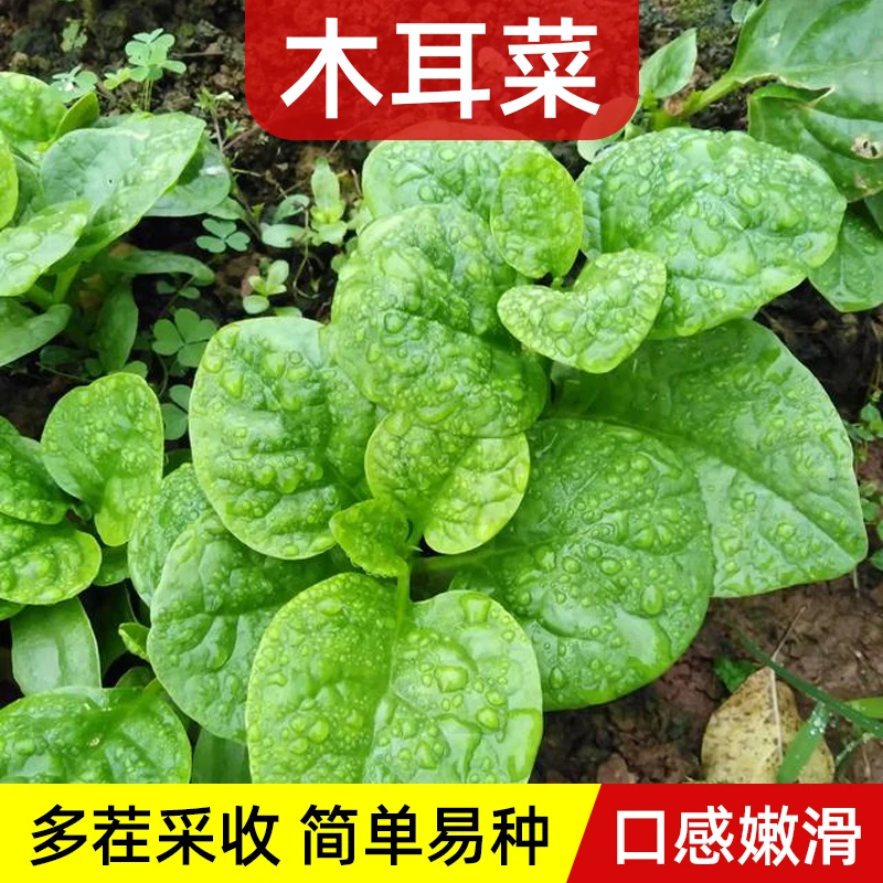 四季木耳菜种子清香味青菜蔬果种春季室内阳台蔬菜种子自种盆栽菜