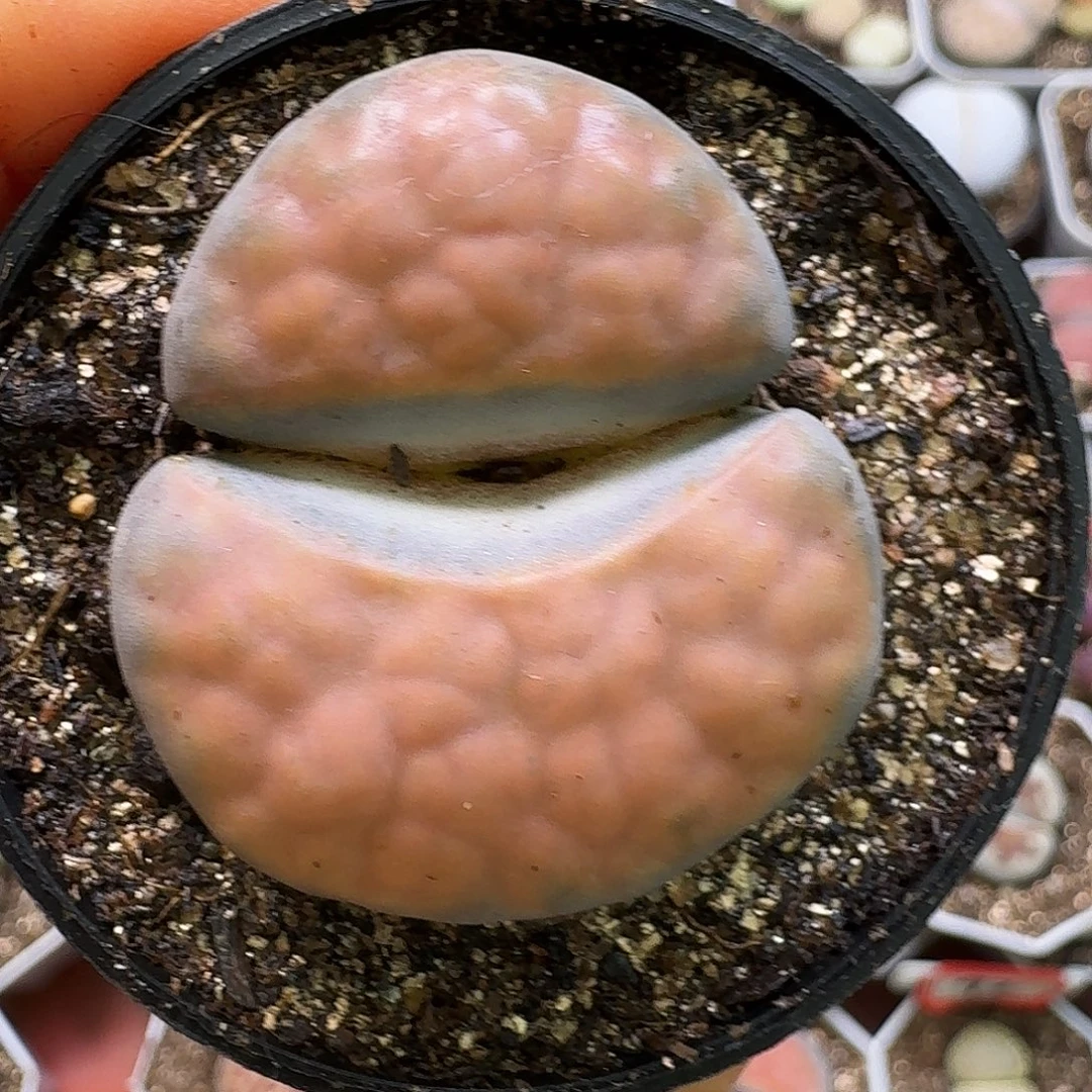 生石花22/：/。  315
