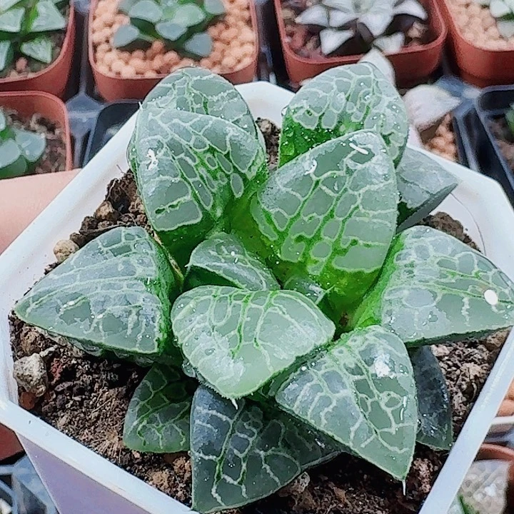 .***无花朵十二卷 生生不息