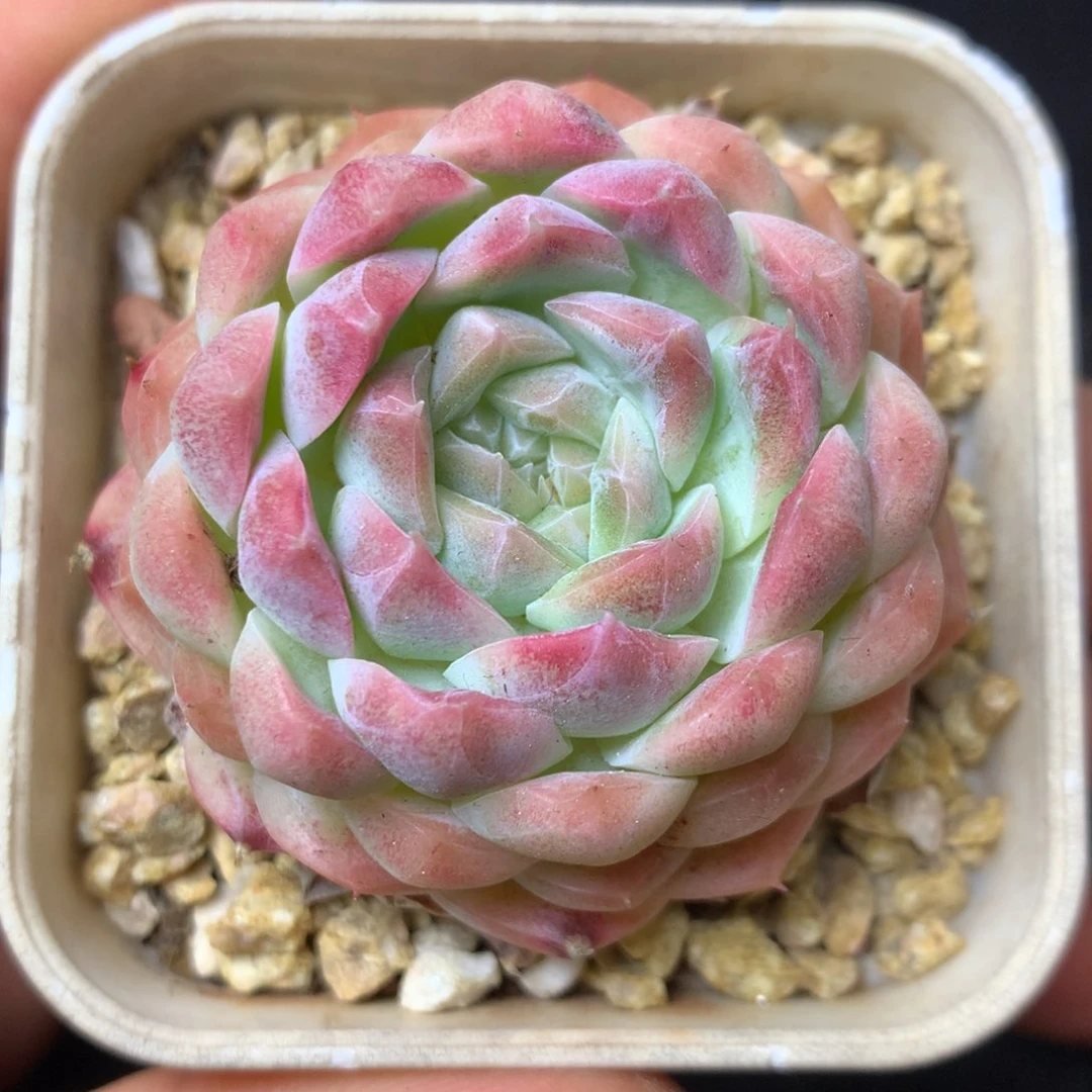 28 精品多肉一物一拍