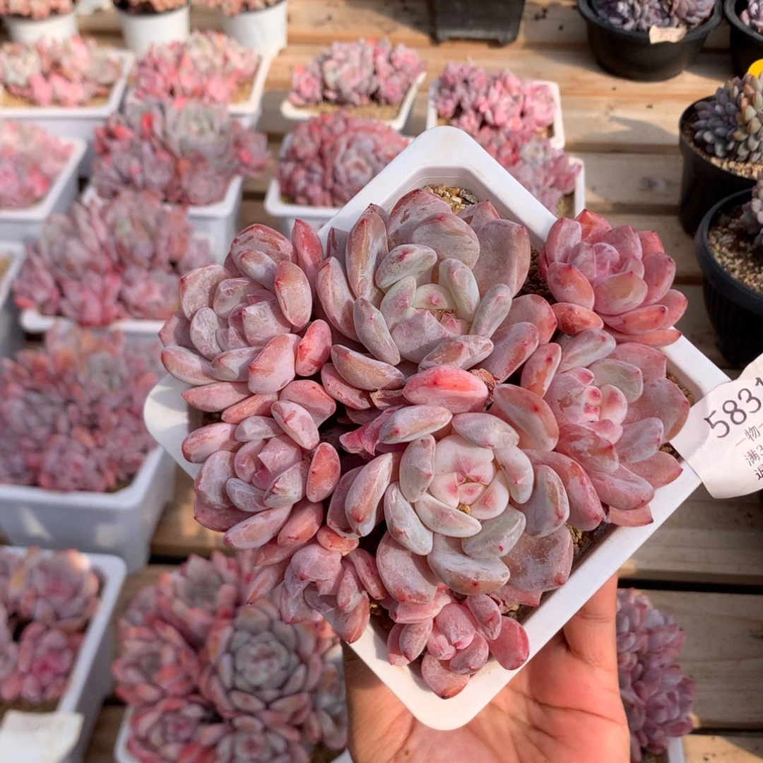 13.4厘米八头有砍溏心橙子 5831