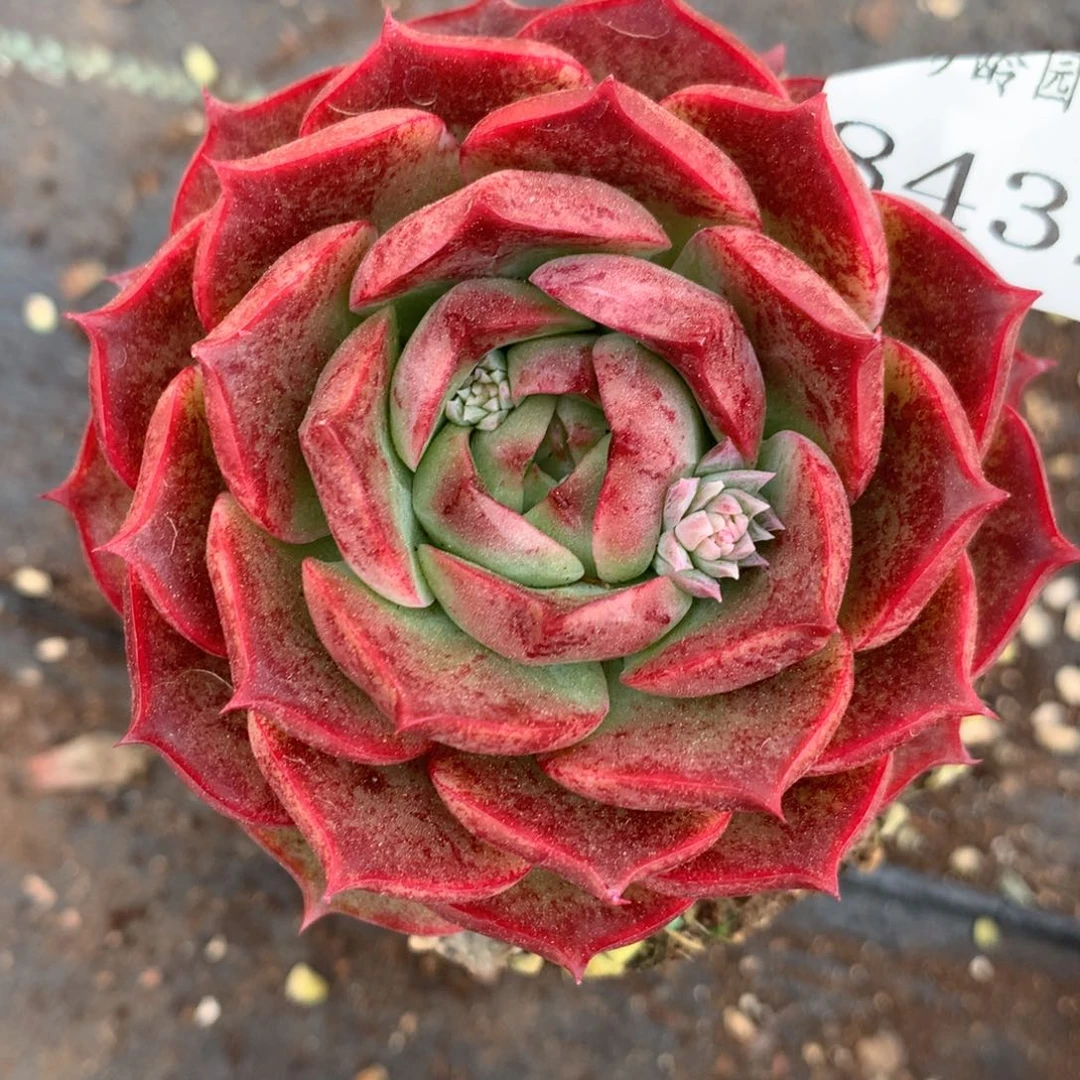 8432杂交多肉老桩