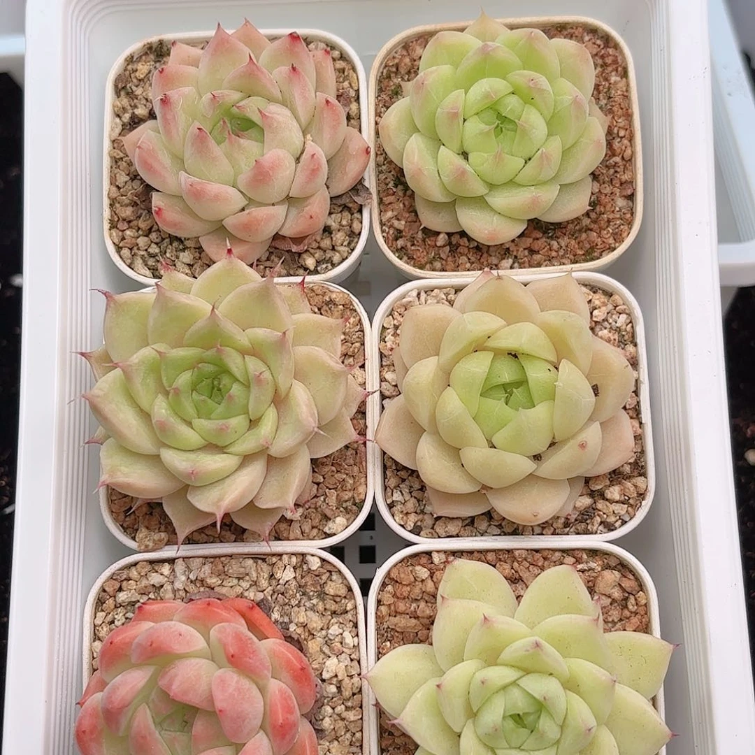 如图品质麦秆6颗 新疆西藏内蒙不发货