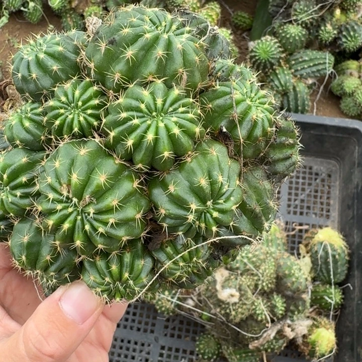 302新品丽花掰头发货