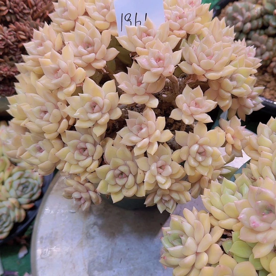 清**院1961璀璨多肉植物