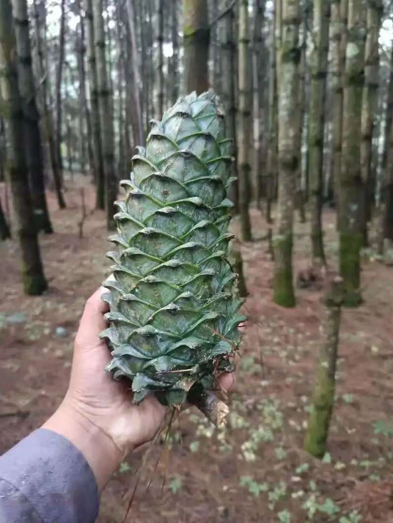 云南原味松子现采现抖 新鲜原味
