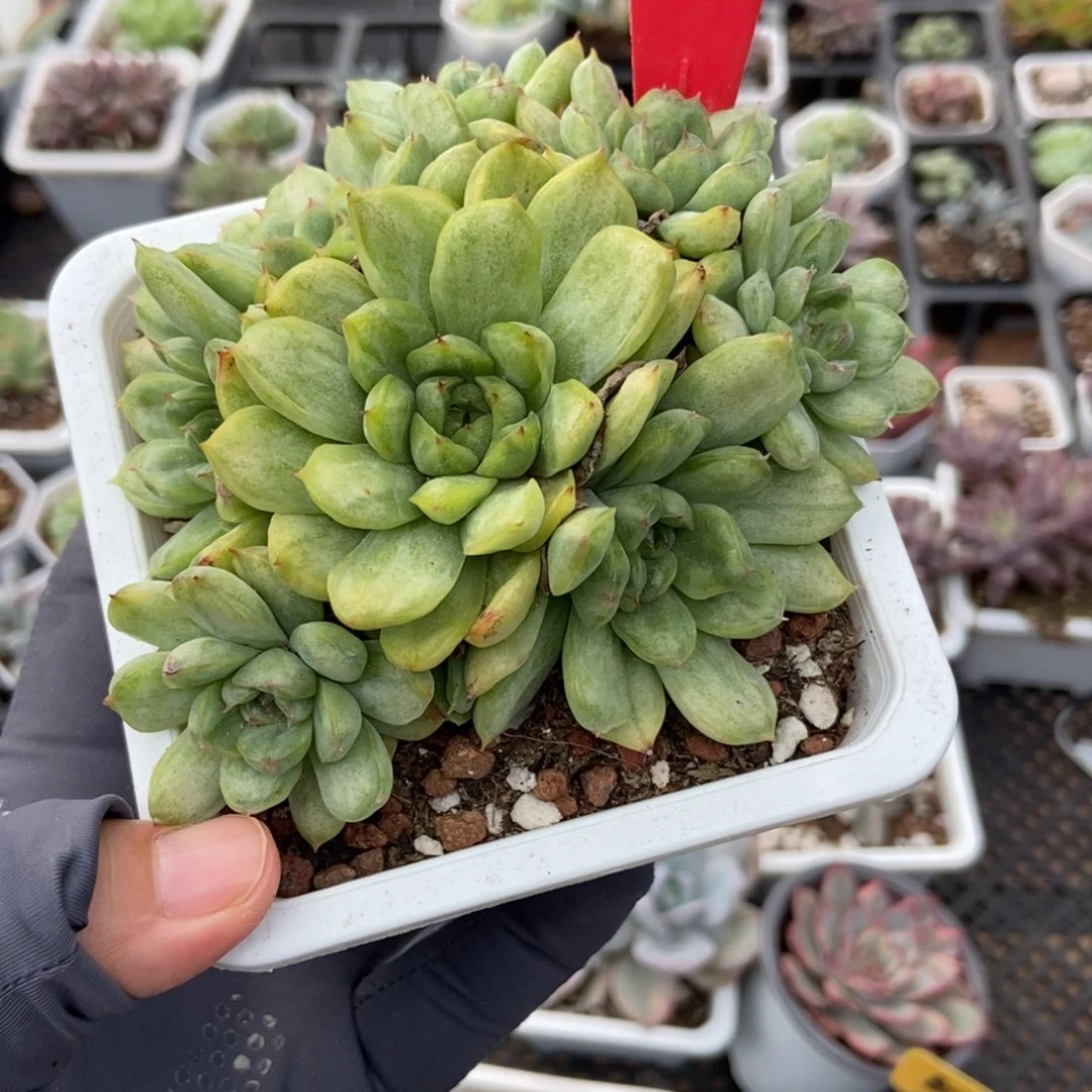 979冰天使锦多肉植物