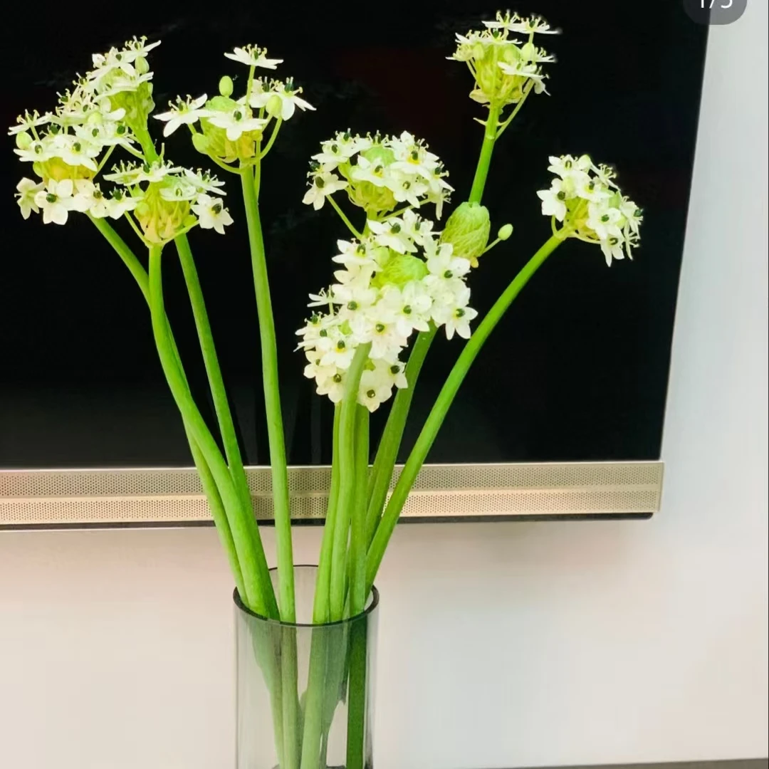 【天鹅绒（伯利恒之心）1扎】任意2单鲜花升级顺丰/德邦