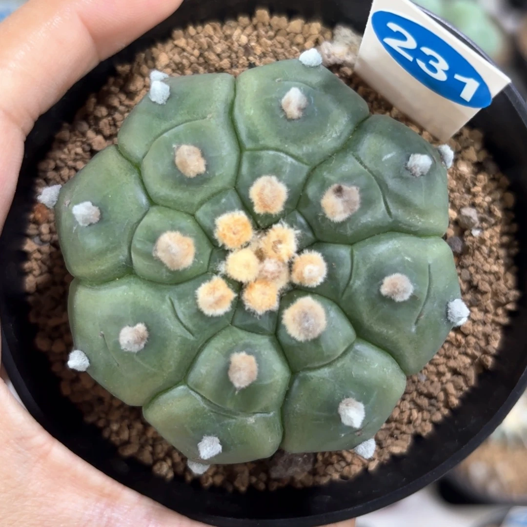 231实生龟甲兜一物一拍