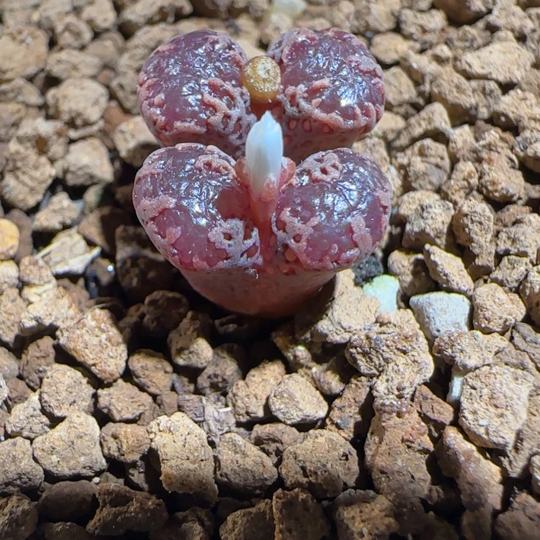 肉锥多肉植物组合-3km勋章有疤408