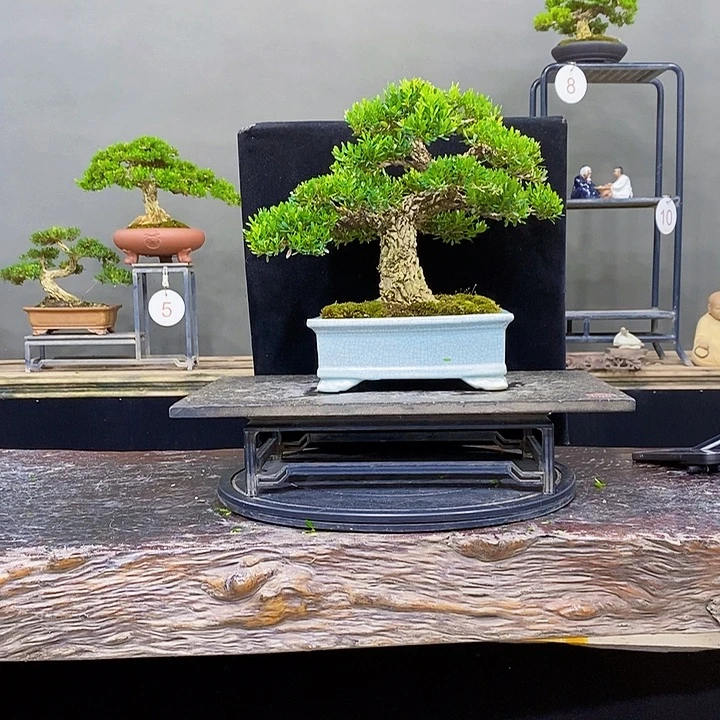 无花朵黄杨盆景四季常青