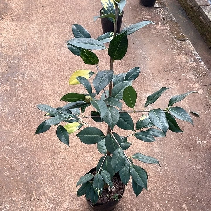 完全开放十级福利五折血丝玛瑙