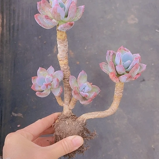 五**竹1071多肉植物老桩