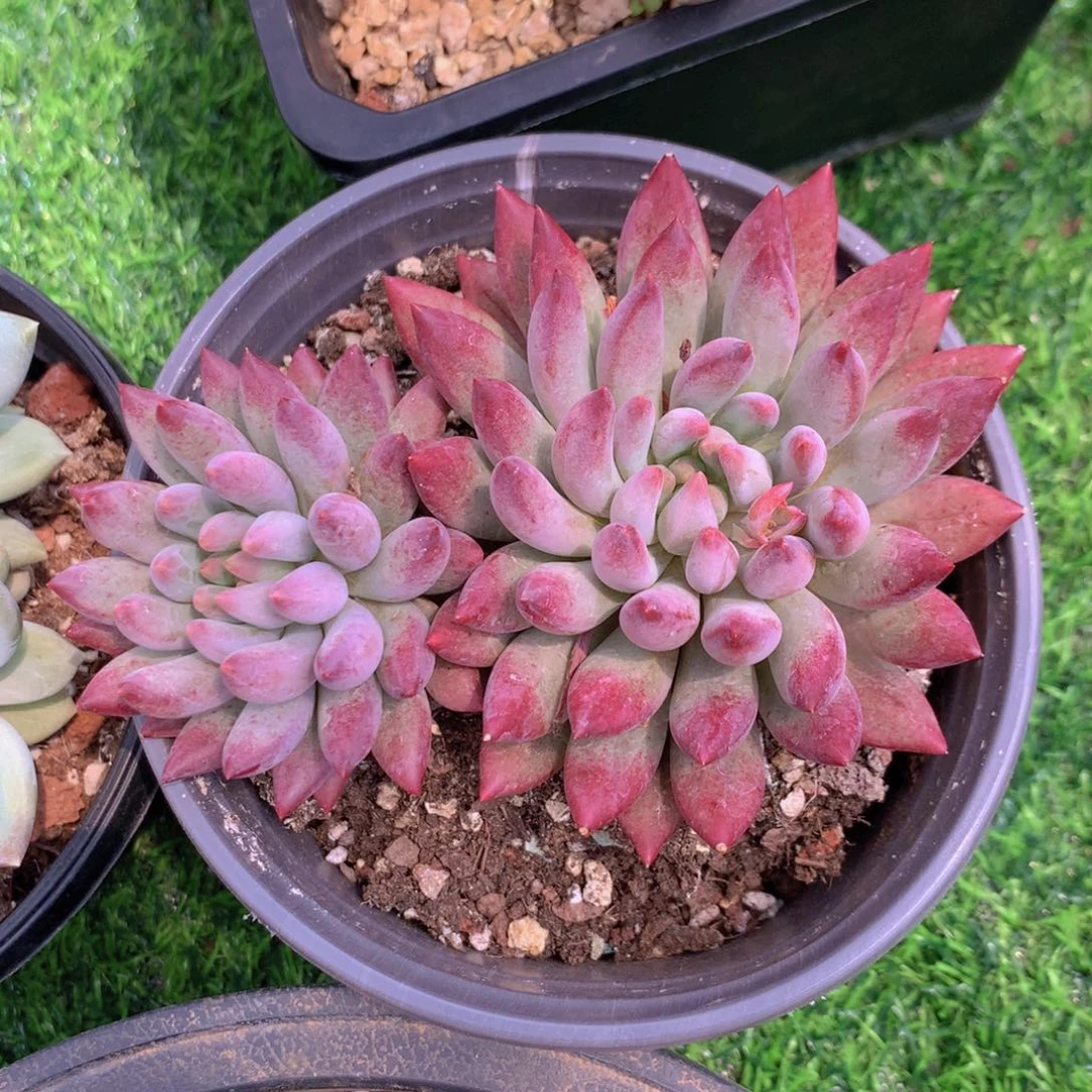 依***英车里子 一物一拍