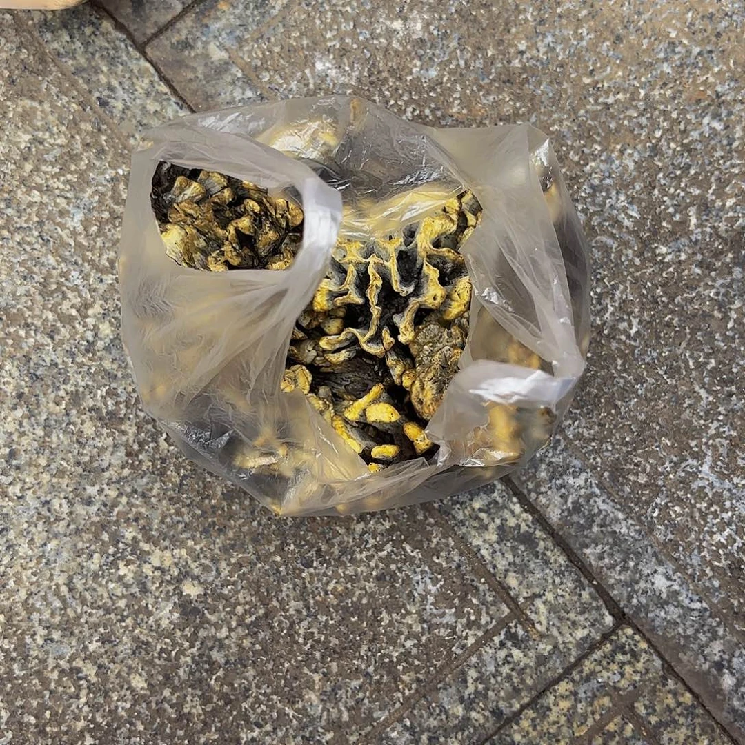 X***l中国大陆干巴菌过猪油0.56