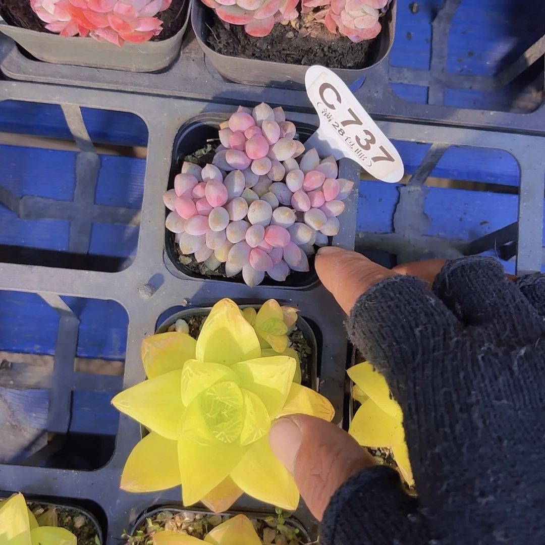 C737蓝莓奶酪一物语拍