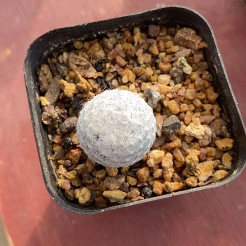 实生白鸟2仙人球