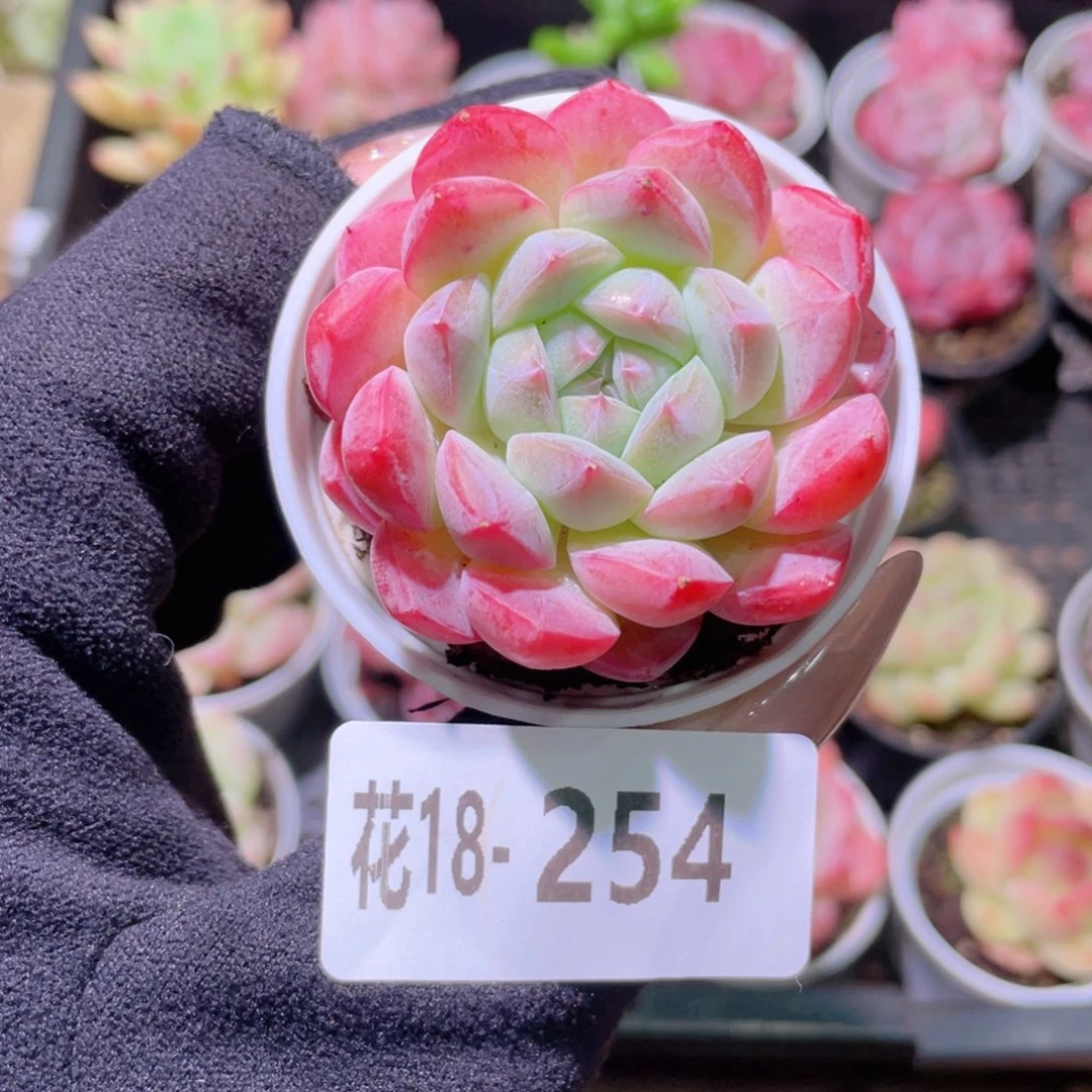 花利美18-254白桃汽水