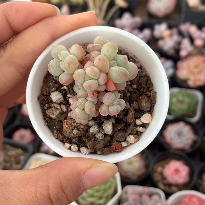 精控小泡泡糖多肉