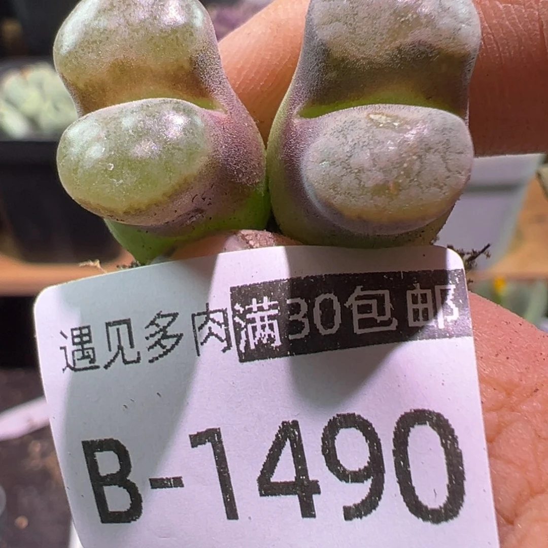 多肉植物1111111111111