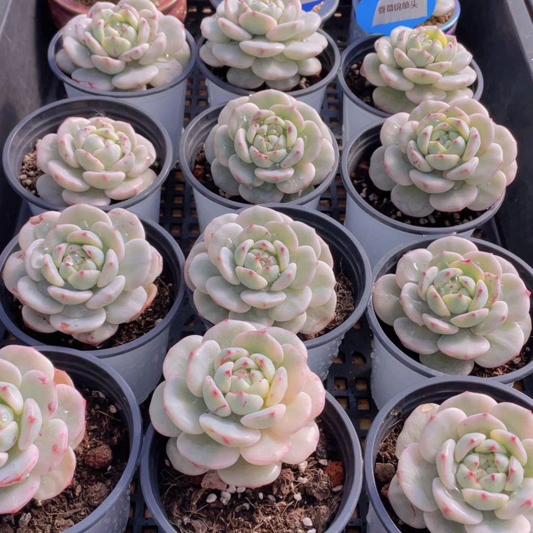 量拍25号 香草锦单头一个