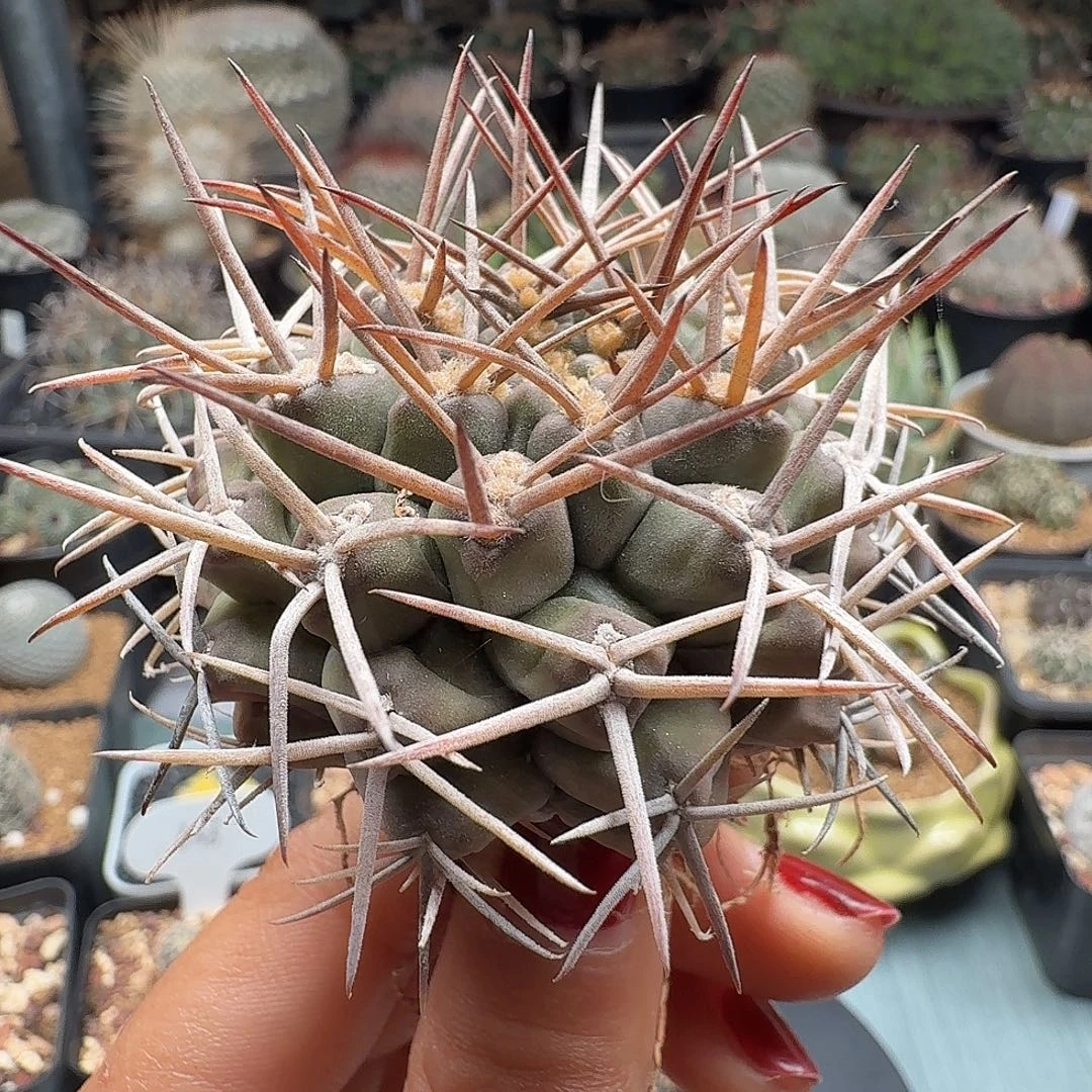 实生裸鄂脱土发货