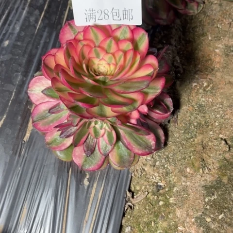 倾城多肉多肉4135