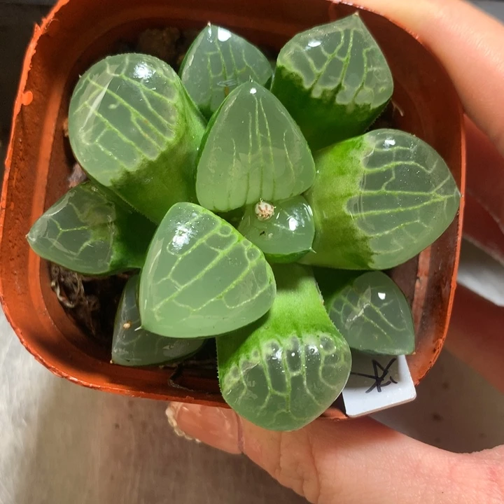 冰魄女王一物一拍