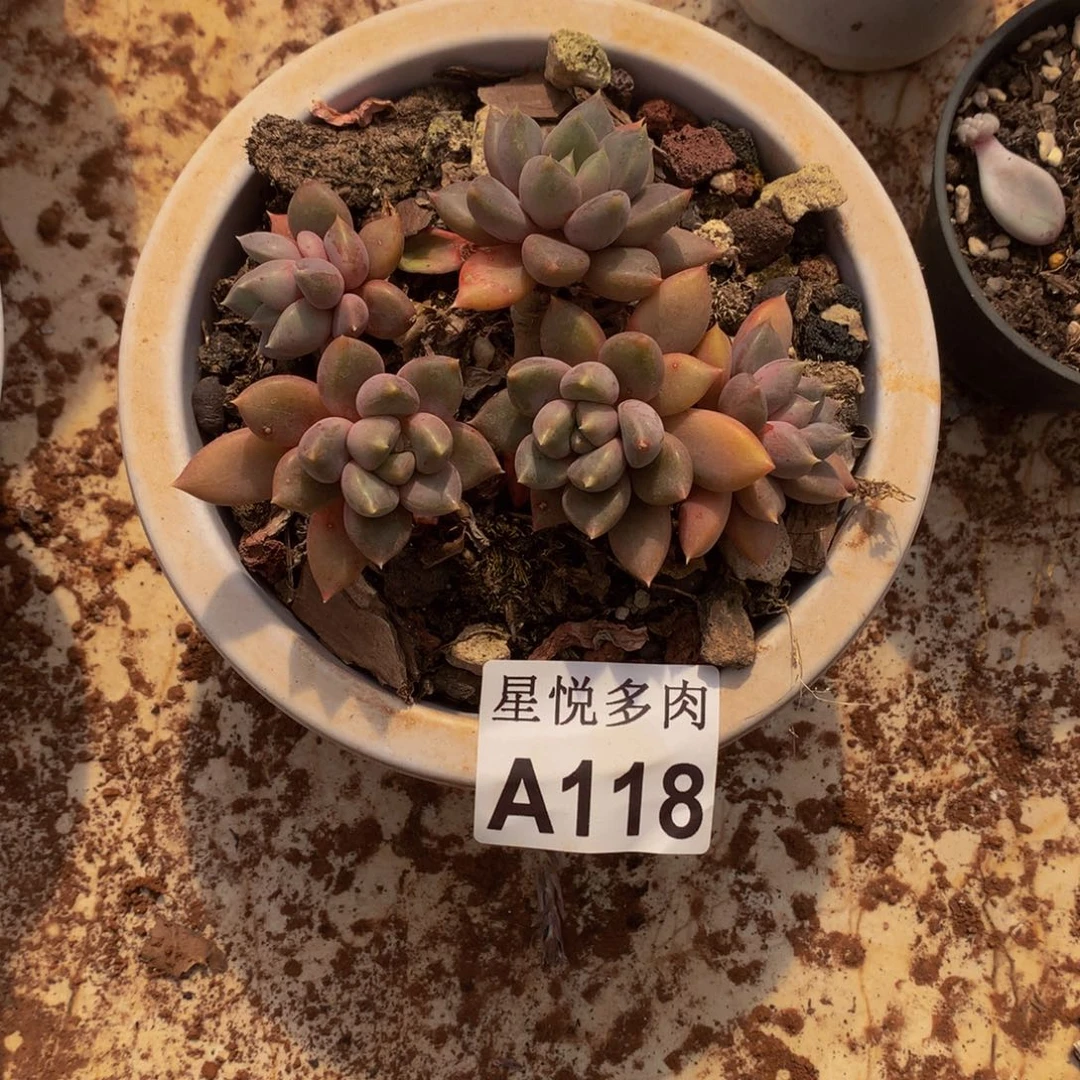 跟**奏星悦多肉   A118