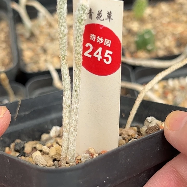 实生双头武辉丸一棵仙人球