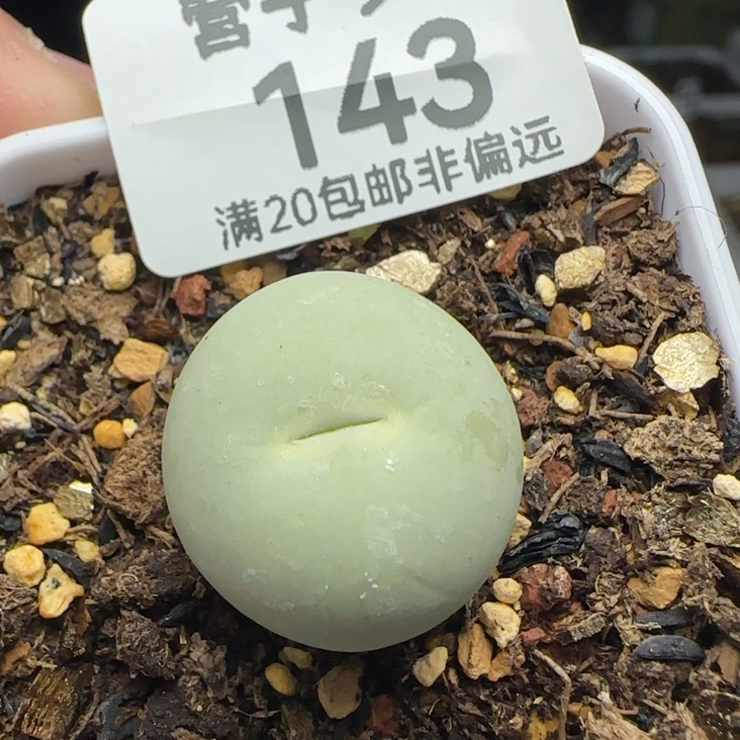 鸽子蛋2.0脱土。